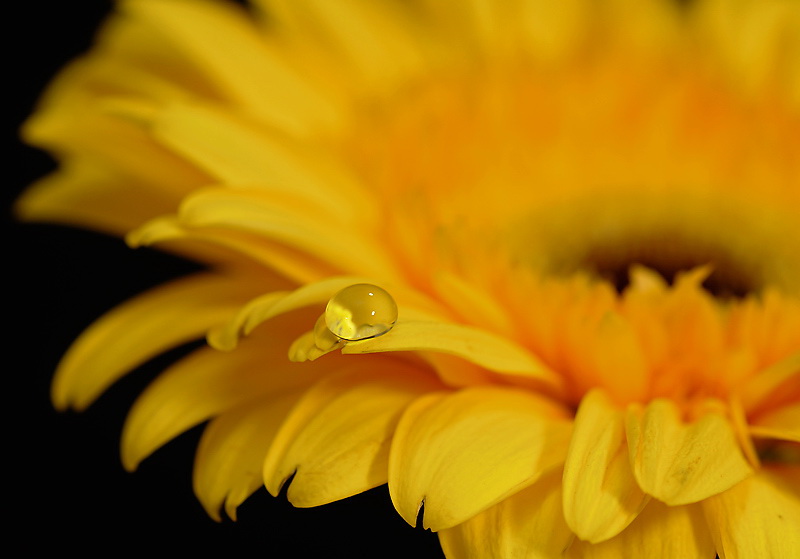 08.06.2010 Blume-Tropfen-D33_1751.jpg